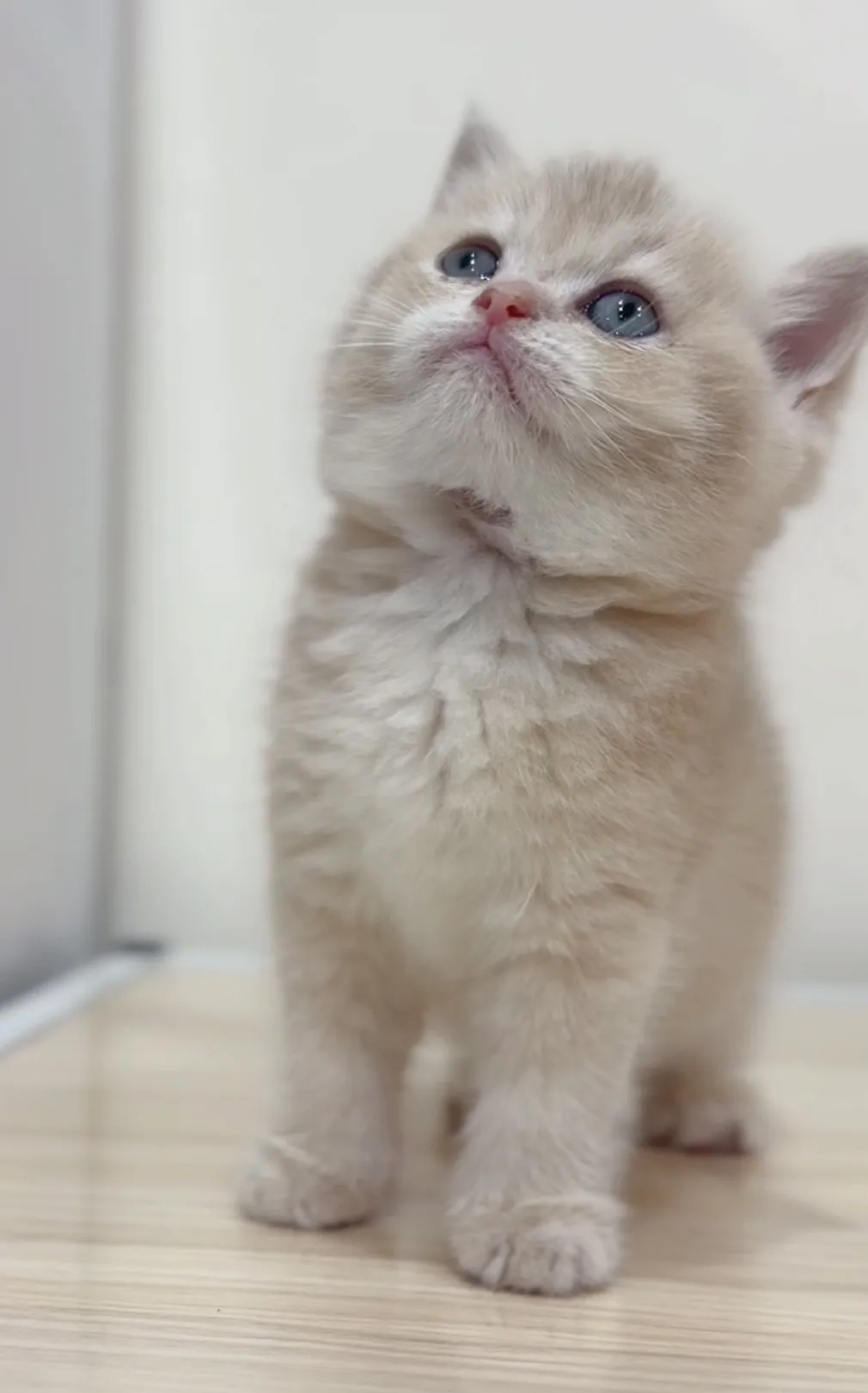 焦糖藍金英短弟弟