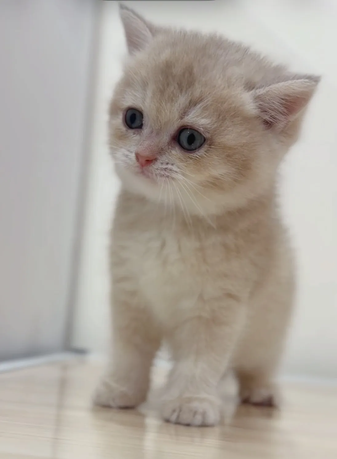 焦糖藍金英短弟弟