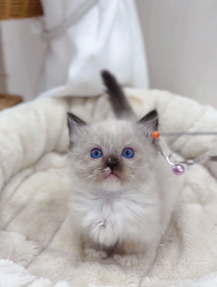 重點小步舞曲弟(已預定)