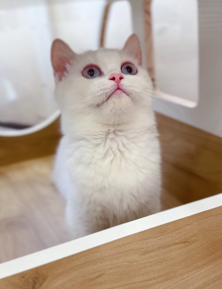 紫金點英短弟(已預定)