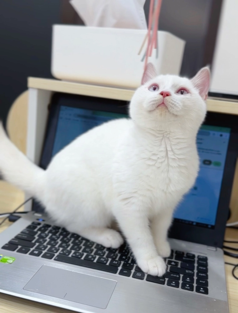 奶油端子英短弟(已預定)