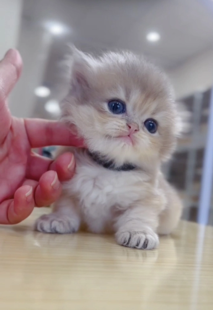 藍金漸層長毛弟