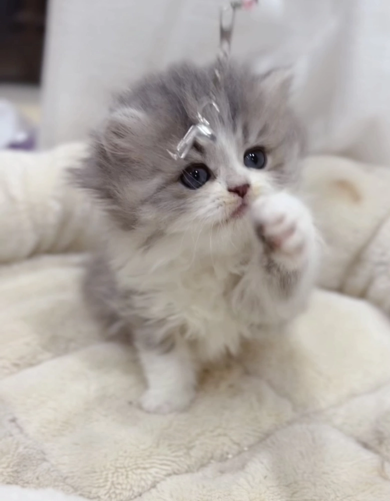 藍金加白英長妹