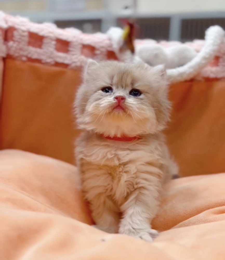 藍金漸層長毛弟(已預定)