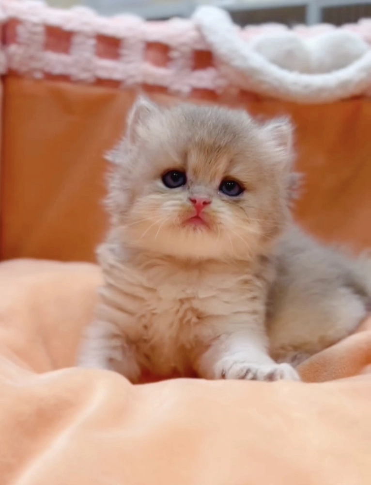 藍金漸層長毛弟