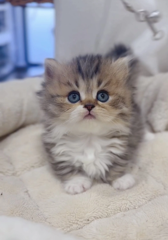 黑金加白小步舞曲