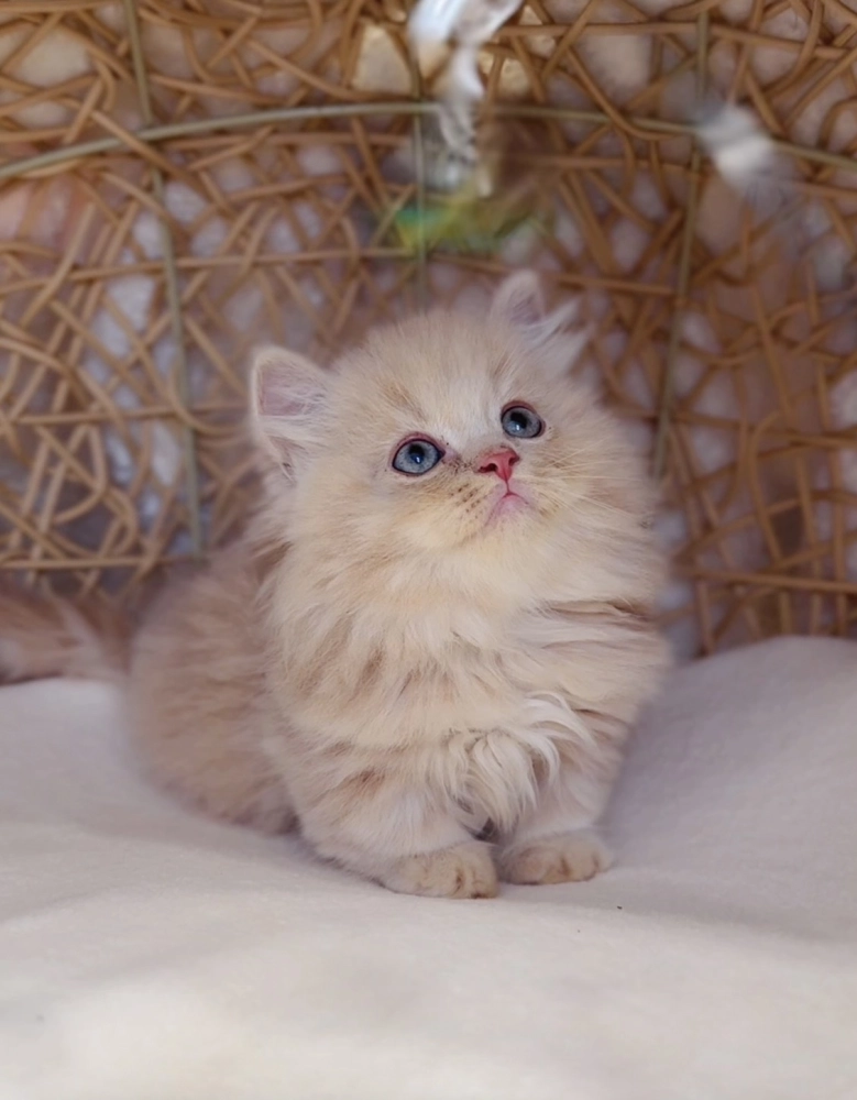 奶油小步舞曲弟弟