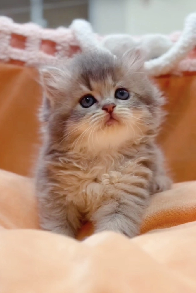 藍金漸層長毛妹