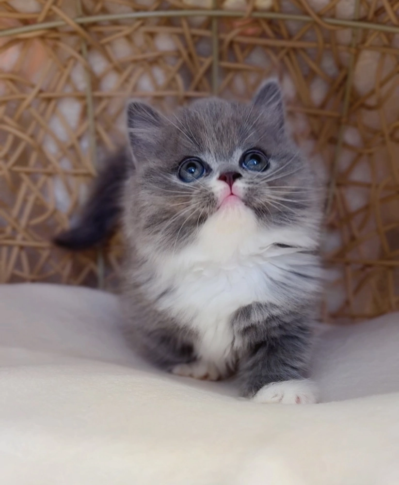 藍白小步舞曲弟弟(已預定)