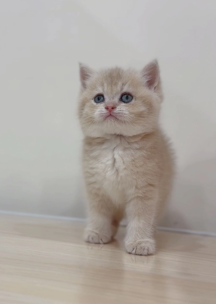 焦糖藍金英短弟弟