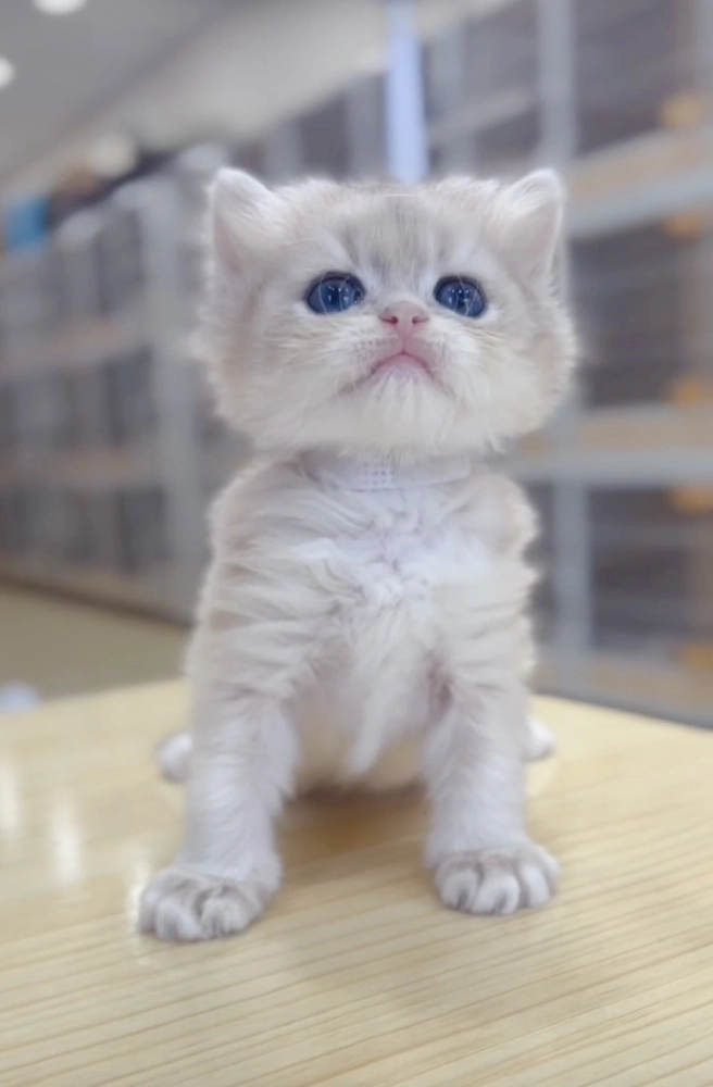 藍金漸層長毛妹