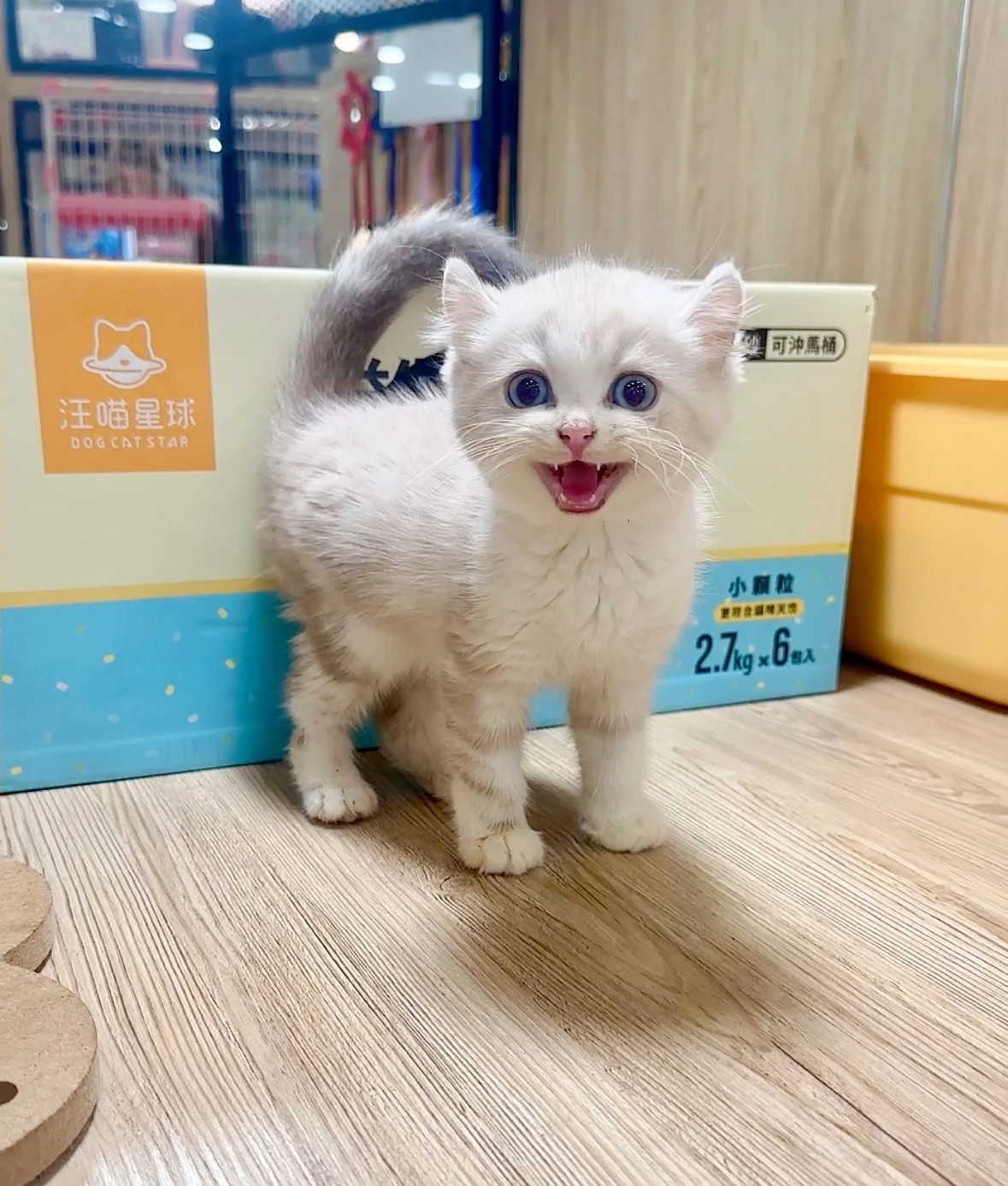 捲耳貓｜山貓妹妹