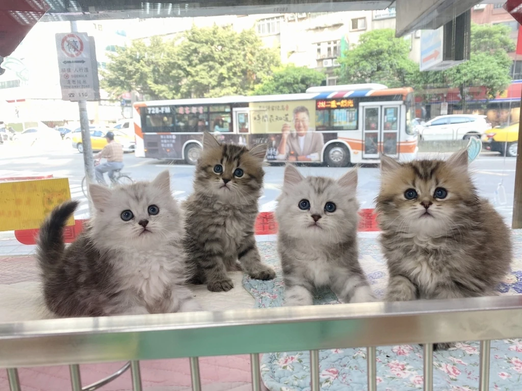 金吉拉