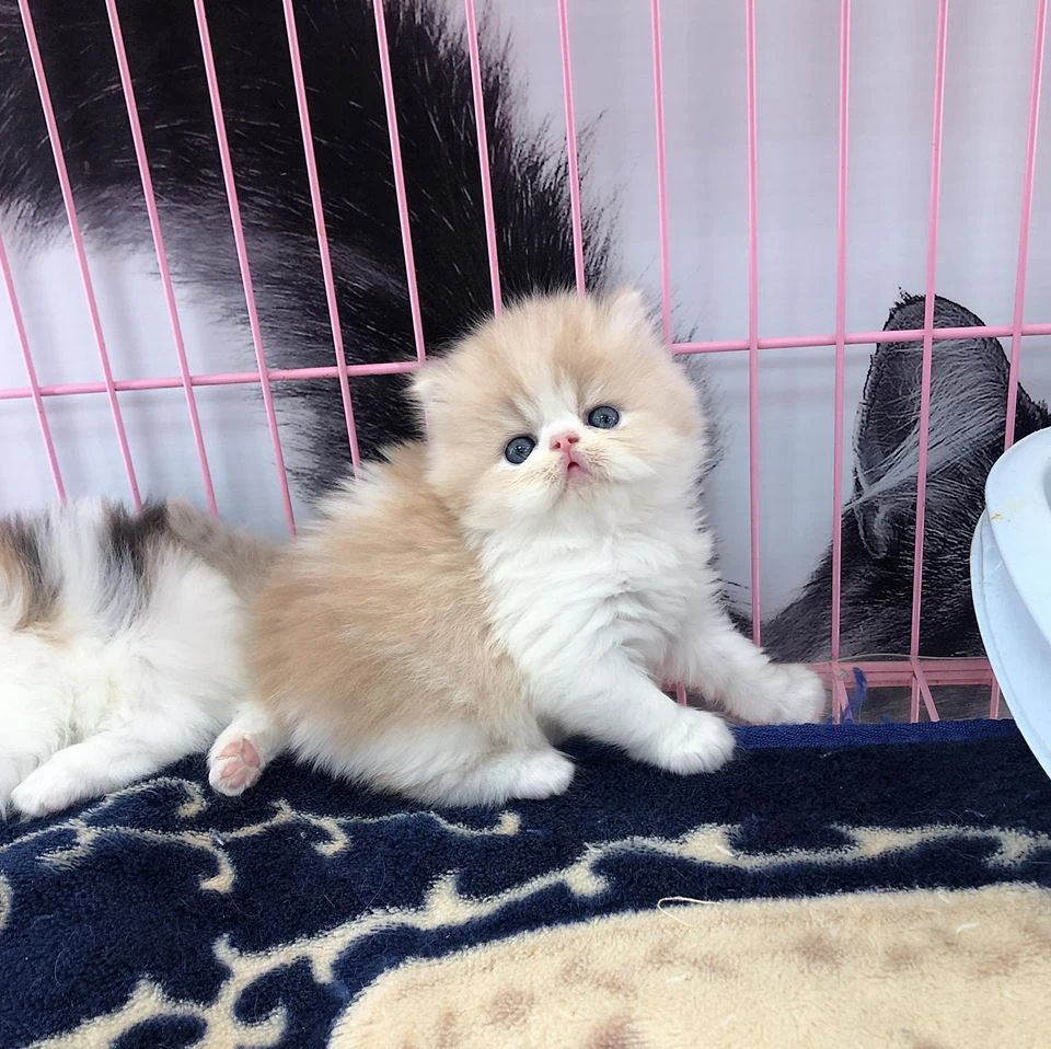 波斯貓