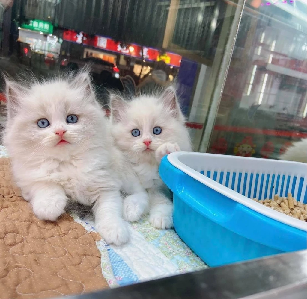 布偶貓