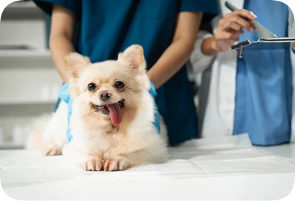 犬貓口臭需要看牙科嗎？