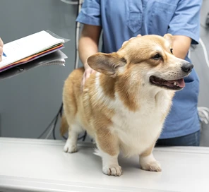 毛孩沒生病也需要做健檢嗎？