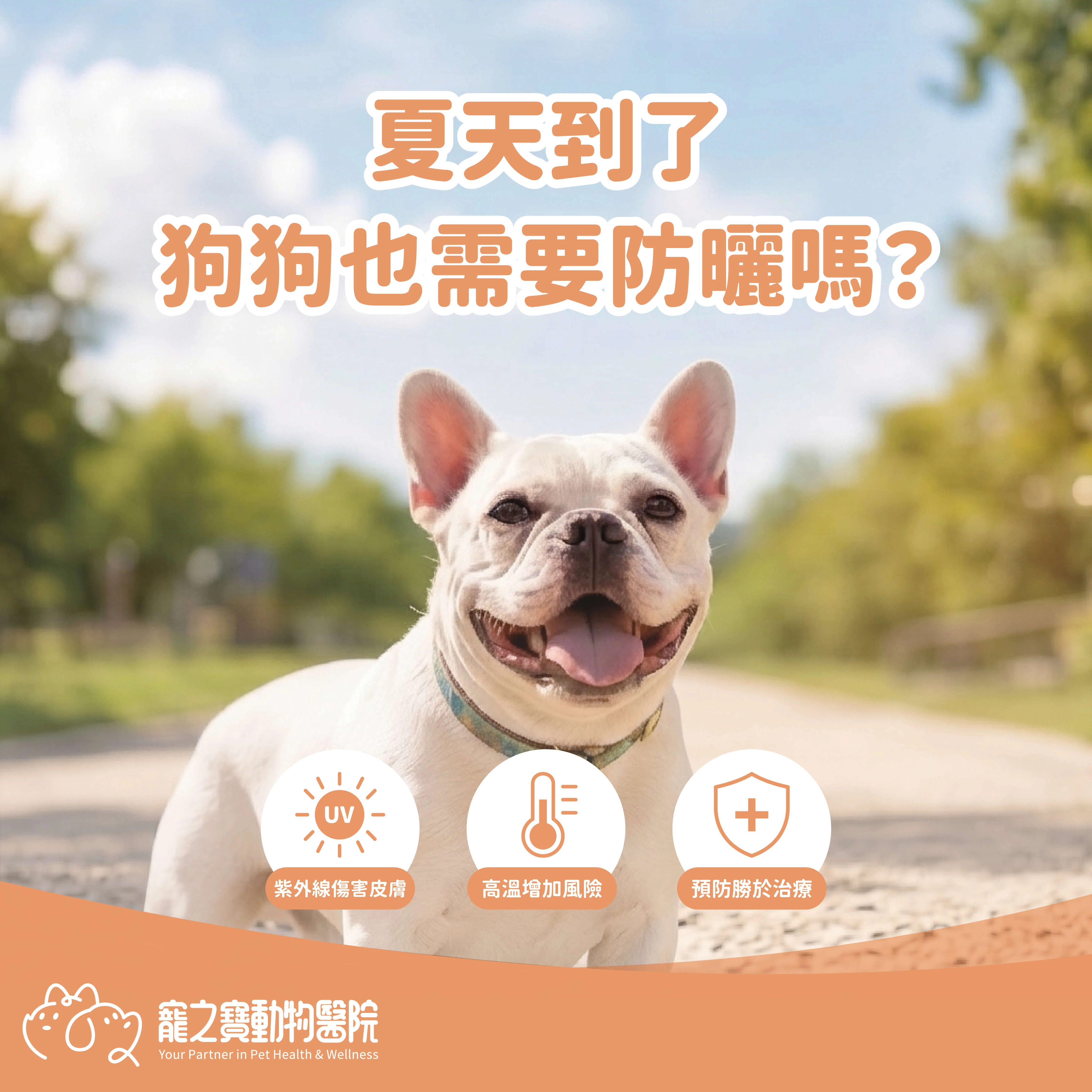 夏天到了，毛孩也需要防曬嗎?