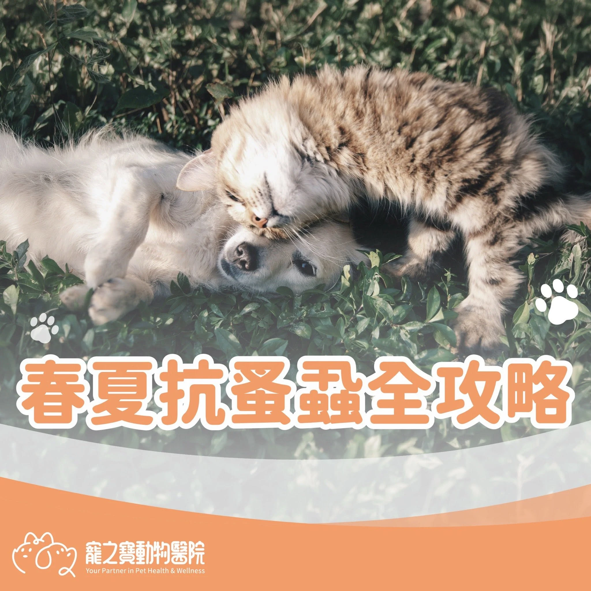 毛孩兒抗蚤全攻略
