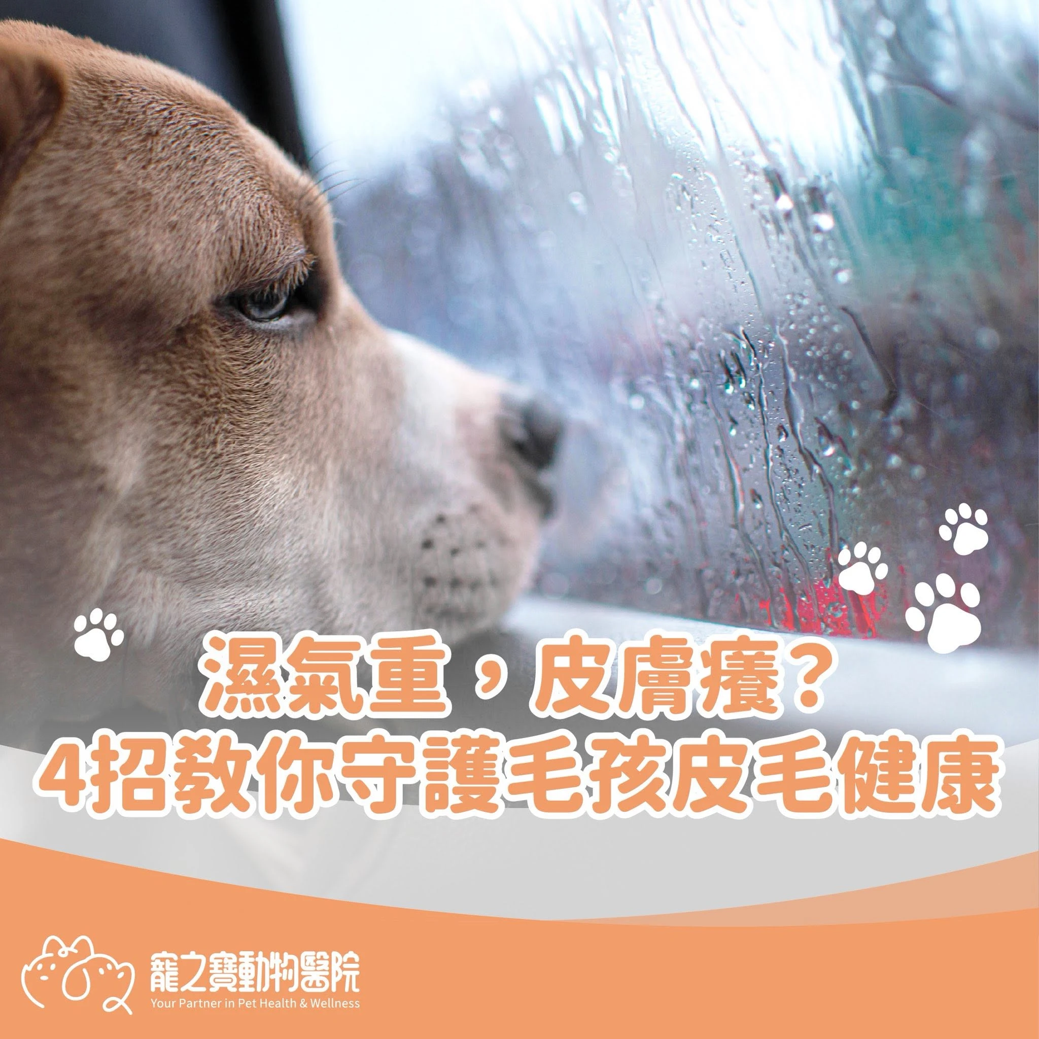 別讓「濕氣」成為毛孩的皮膚殺手