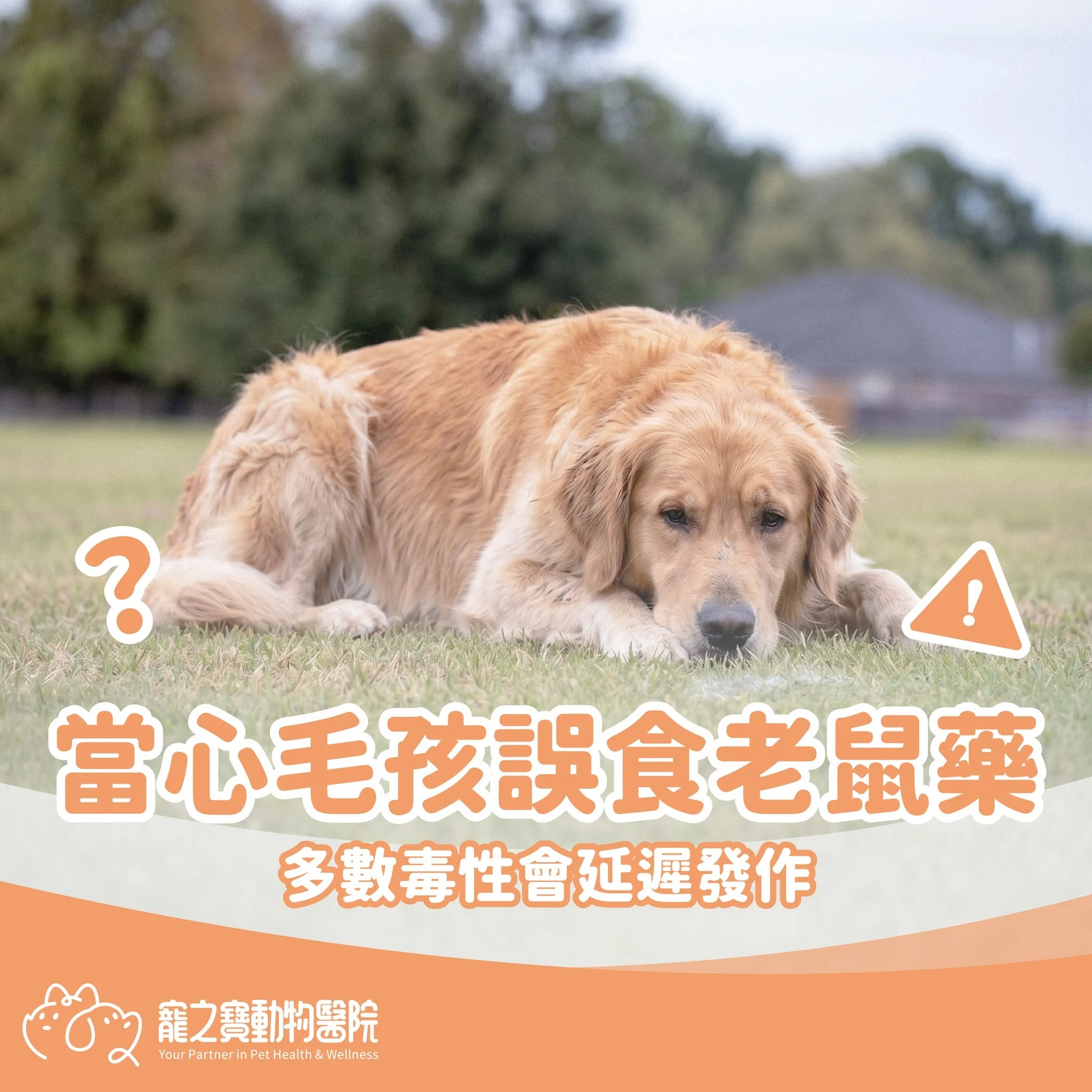 毛孩誤食老鼠藥怎麼辦？