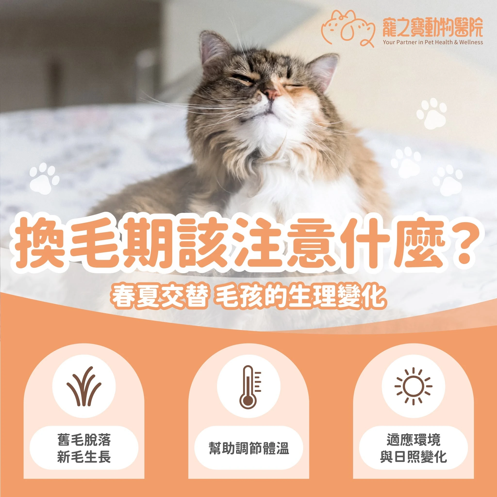 進入換毛期，該注意什麼？
