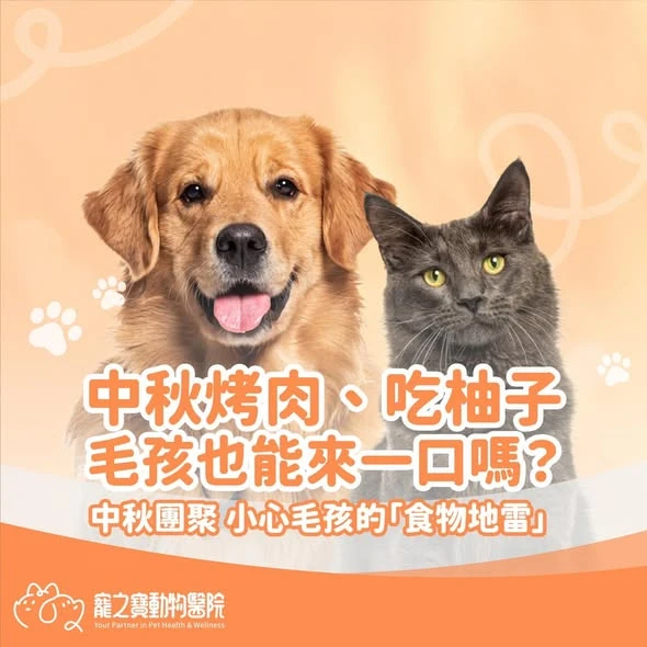 中秋烤肉、吃柚子，貓孩也能來一口嗎?