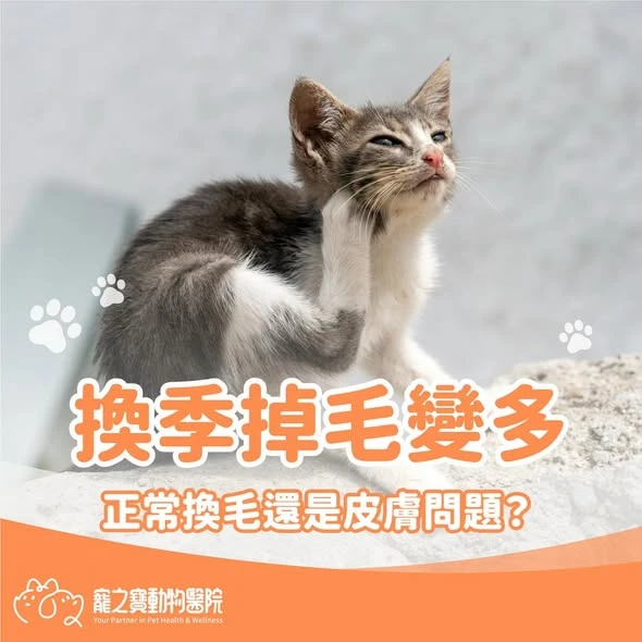 換季掉毛變多，是正常換毛還是皮膚出問題?
