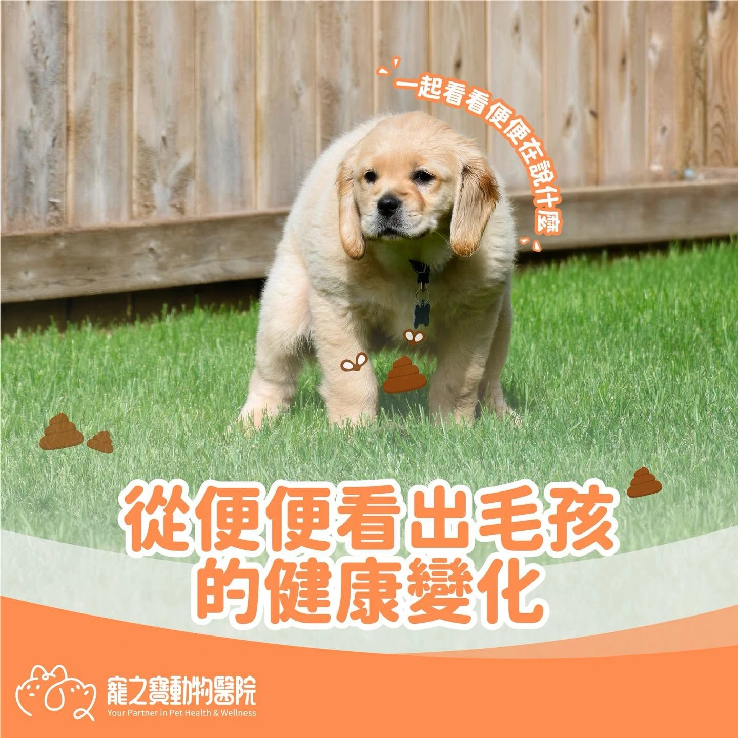 每天都在鏟，但你有認真「看過」毛孩的便便嗎？