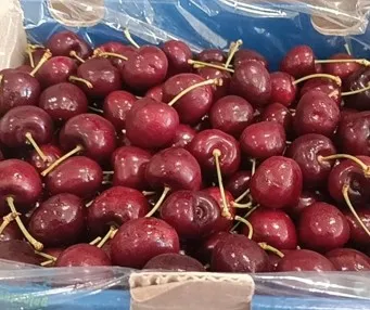 智利 Santina 櫻桃空運#3JD(2.5Kg )原裝箱 