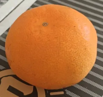 日本福岡博多蜜柑 . M -紅秀(4Kg )原裝箱