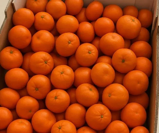 砂糖橘・皮薄多汁、甜度滿分！一袋一公斤100元