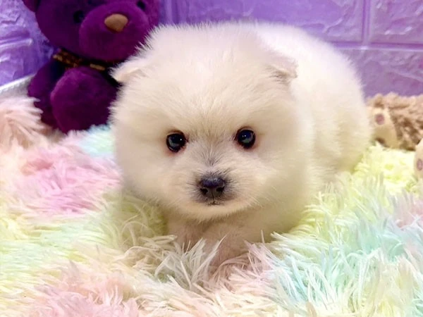 幼犬價格差異為什麼很大？