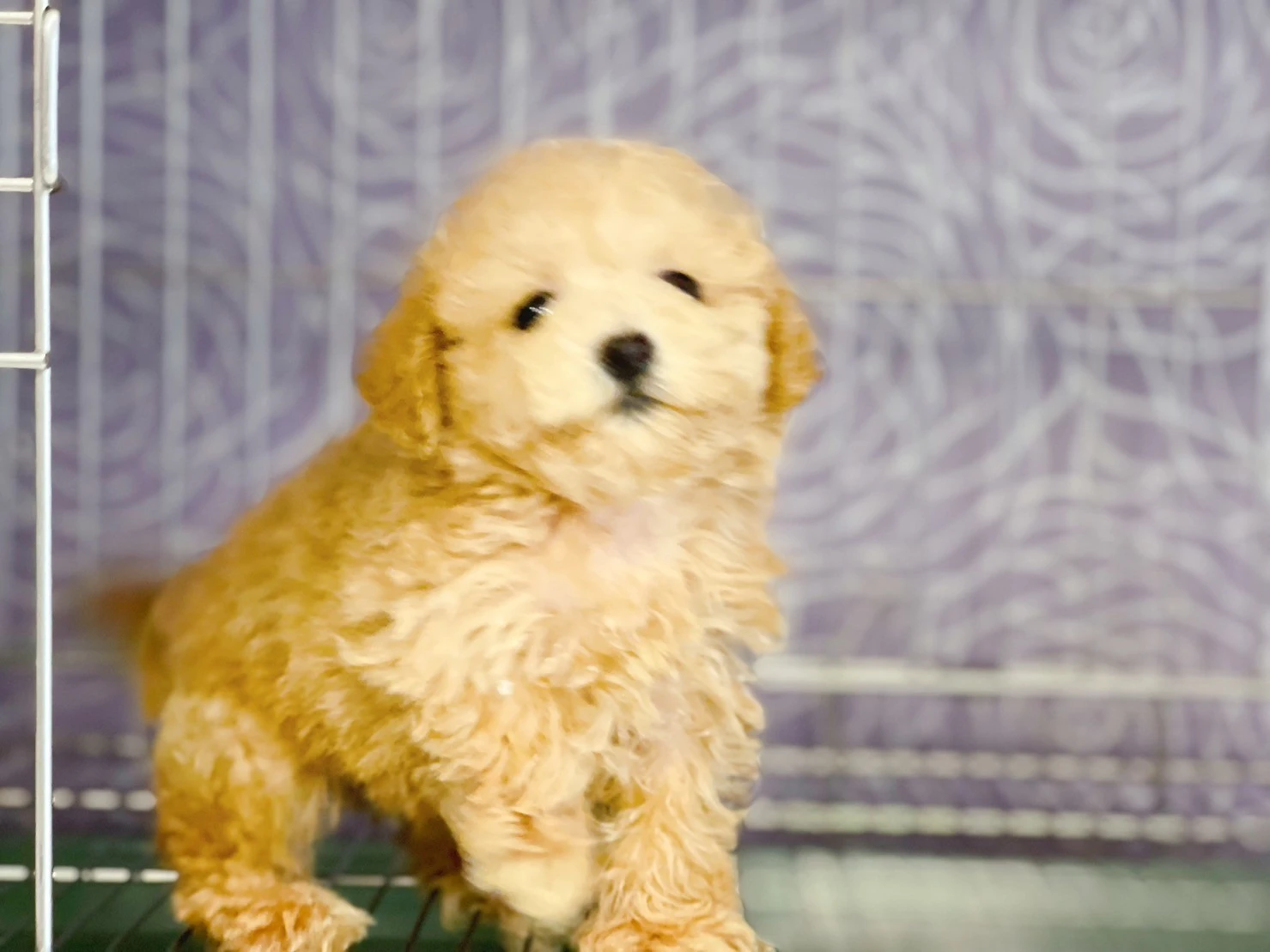 紅貴賓犬