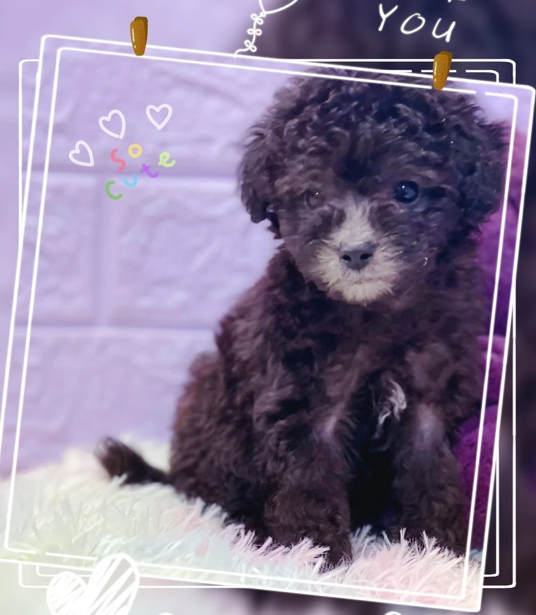 灰貴賓犬