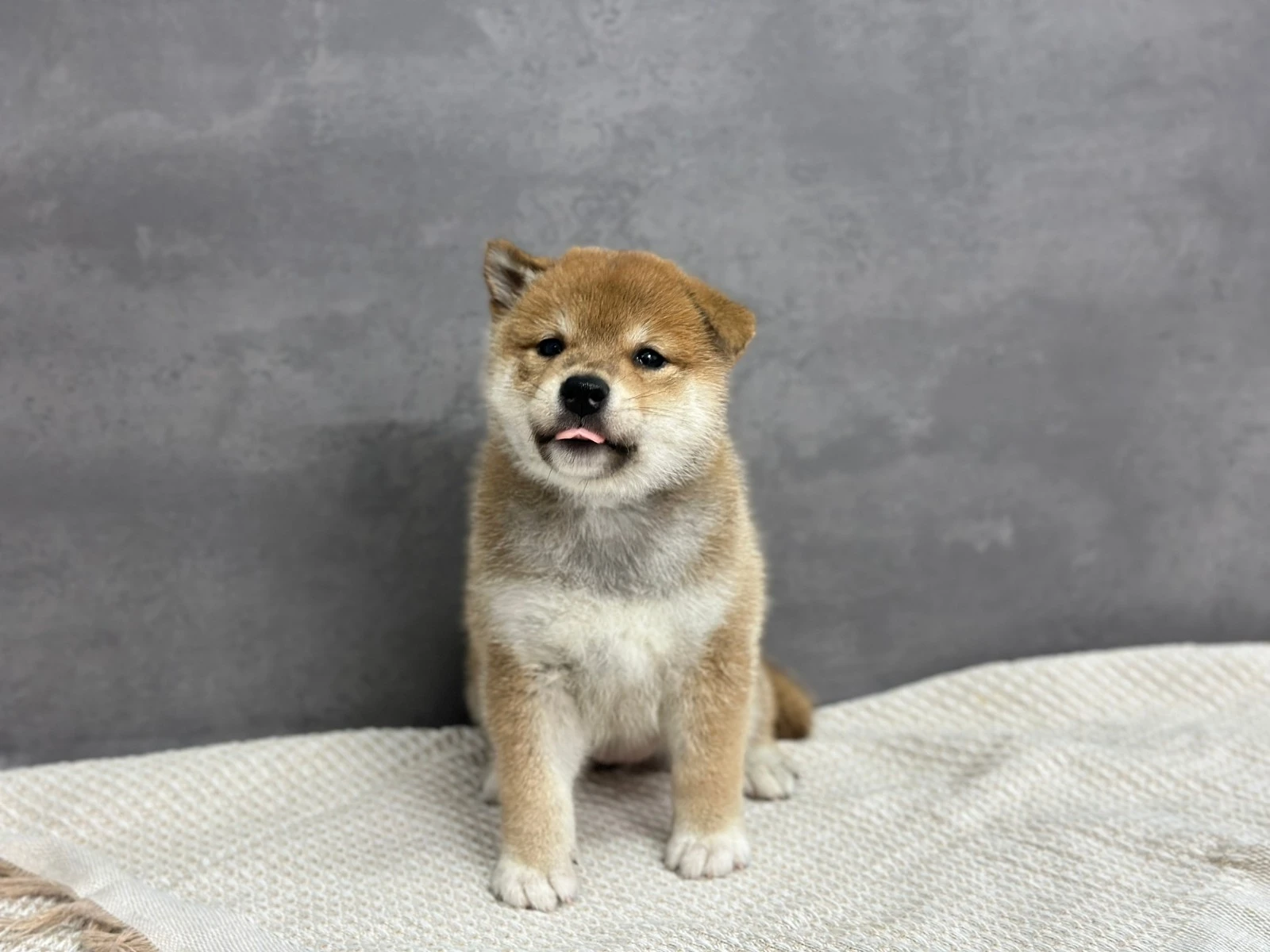 赤柴犬