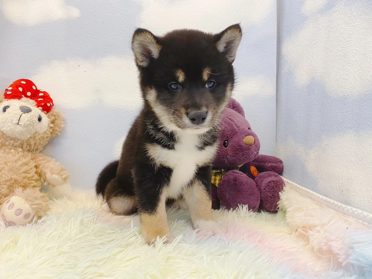 黑柴犬