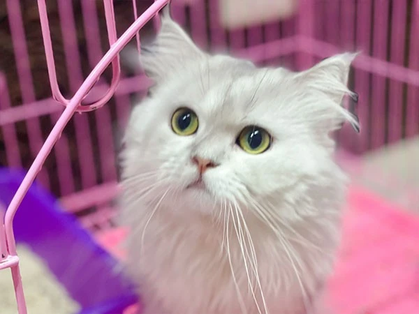 金吉拉