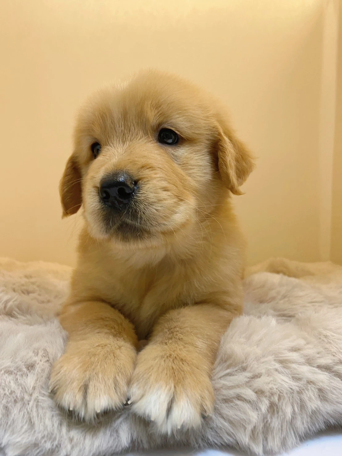 黃金獵犬
