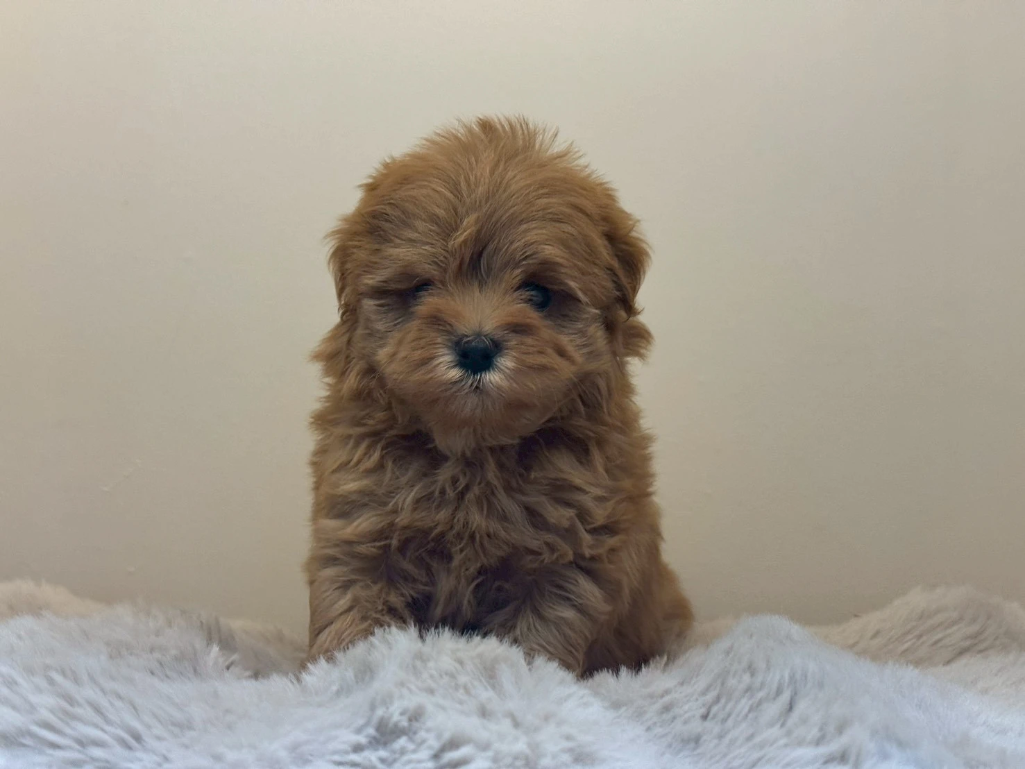 紅貴賓犬