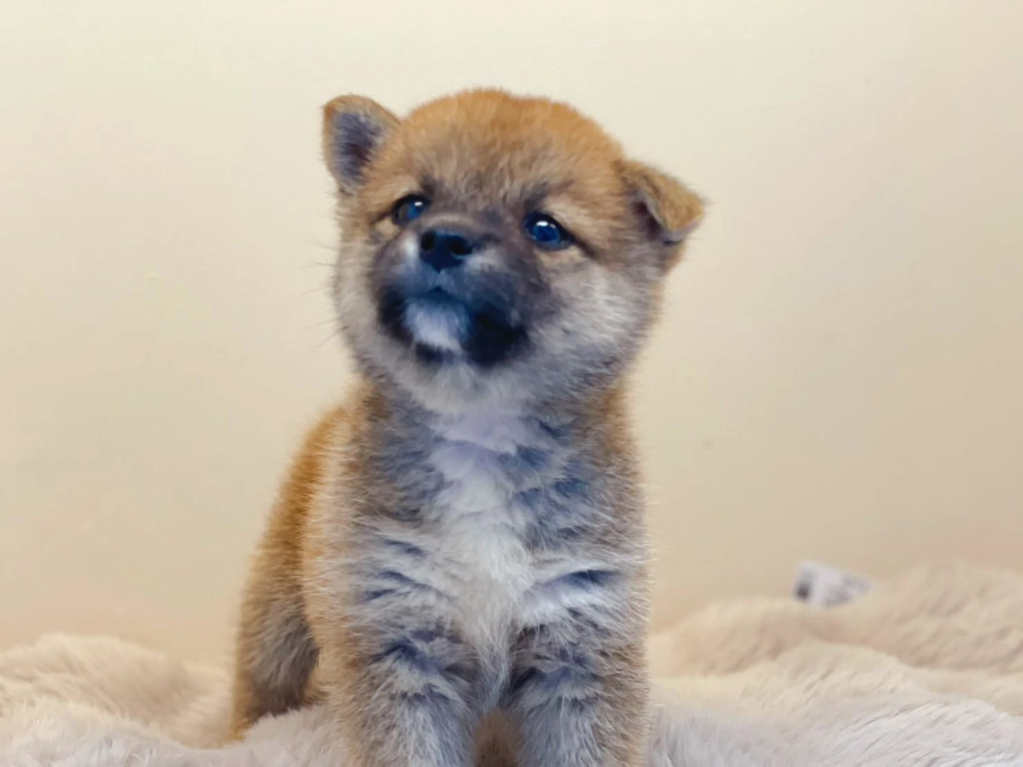 赤柴犬