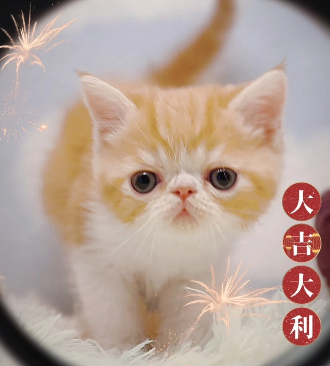 英國短毛貓