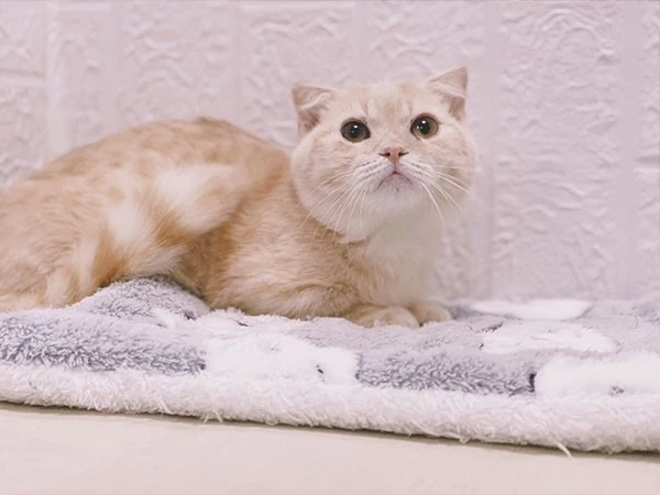 曼赤肯