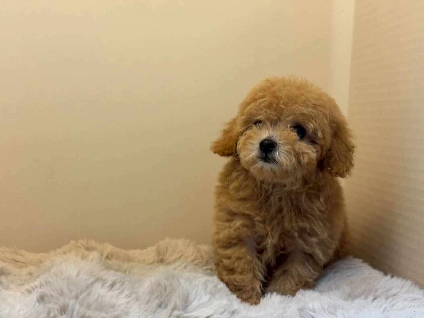 紅貴賓犬