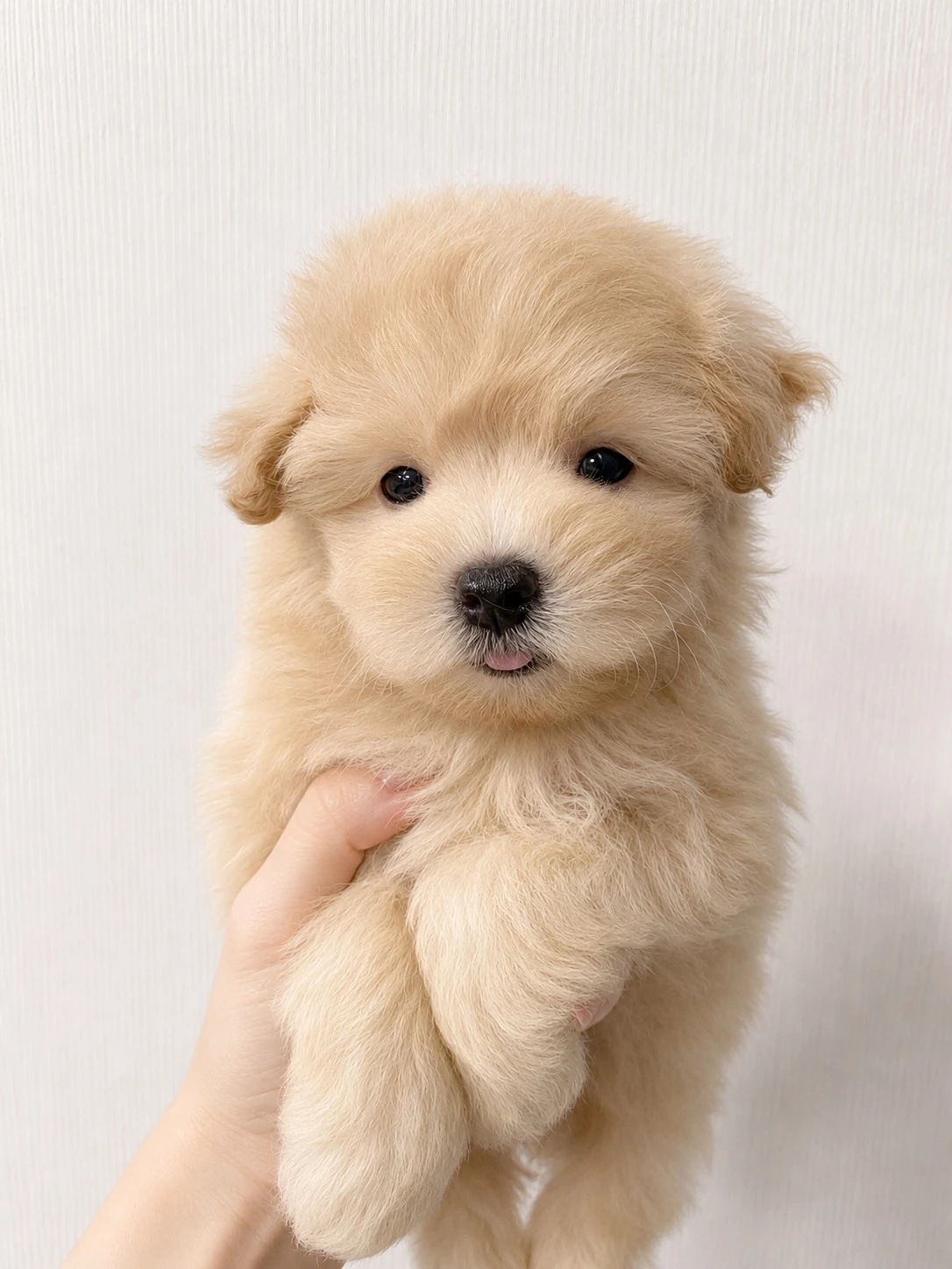 馬爾泰迪