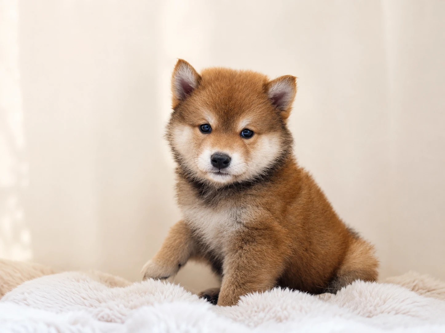 柴犬