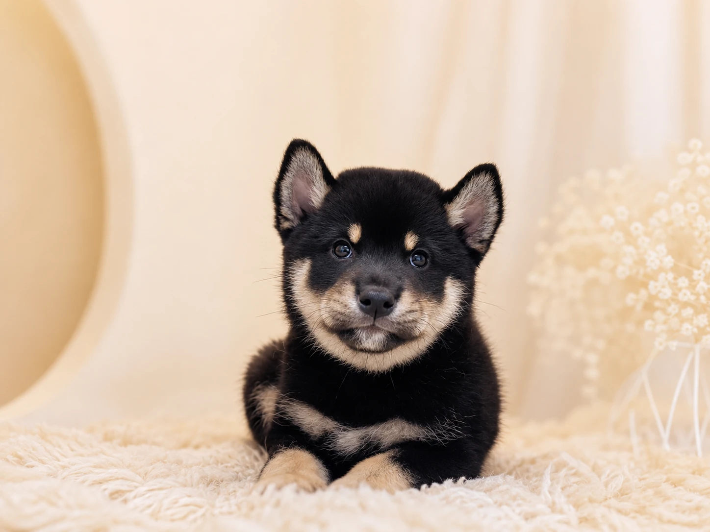 柴犬