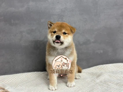 柯基