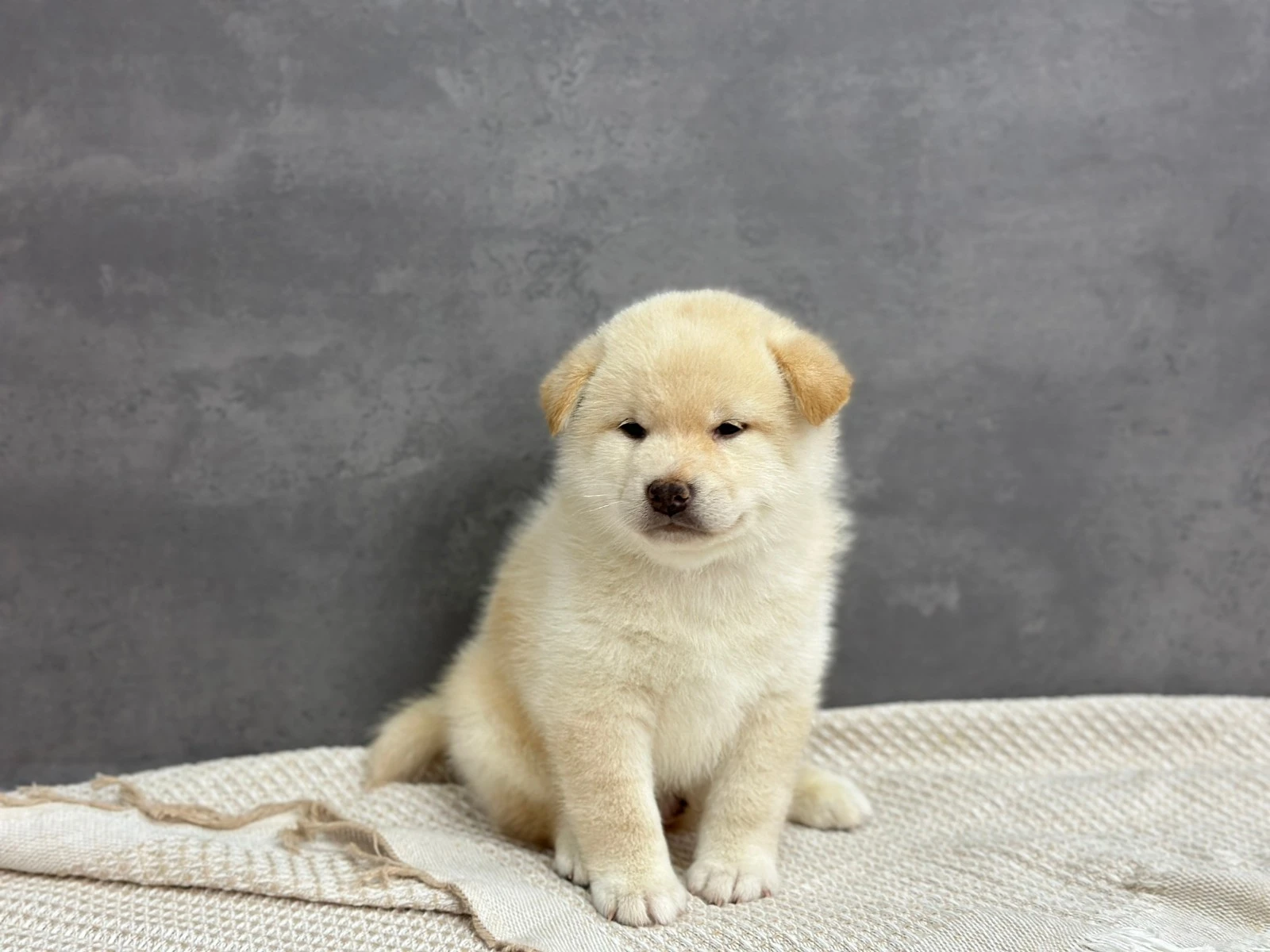白柴犬