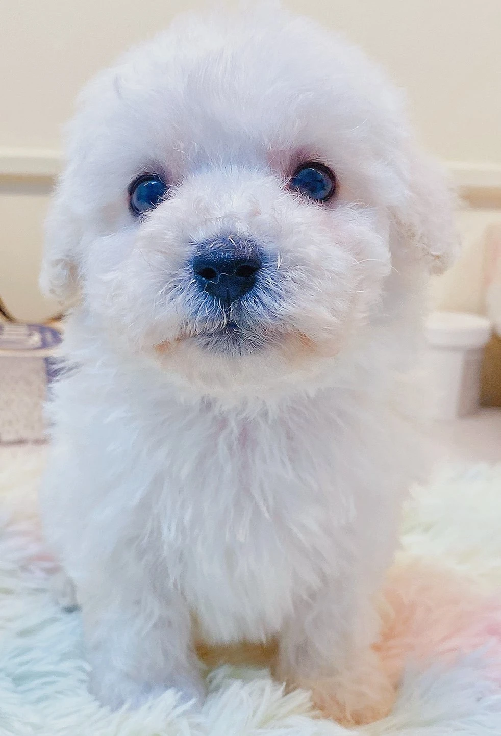 比熊